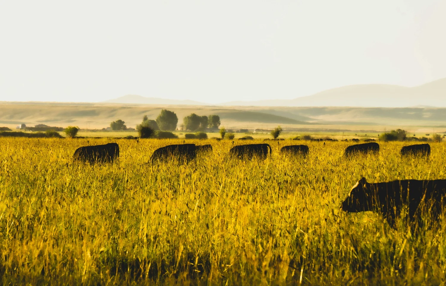 Livestock in a working farm environment